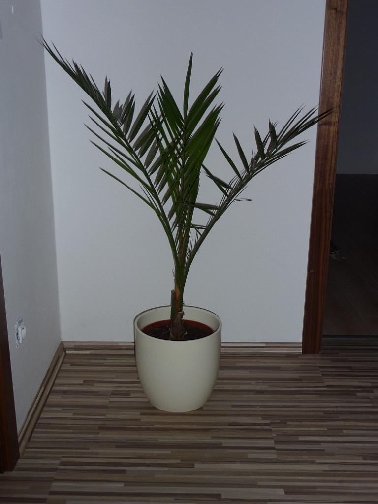 P1010106.JPG