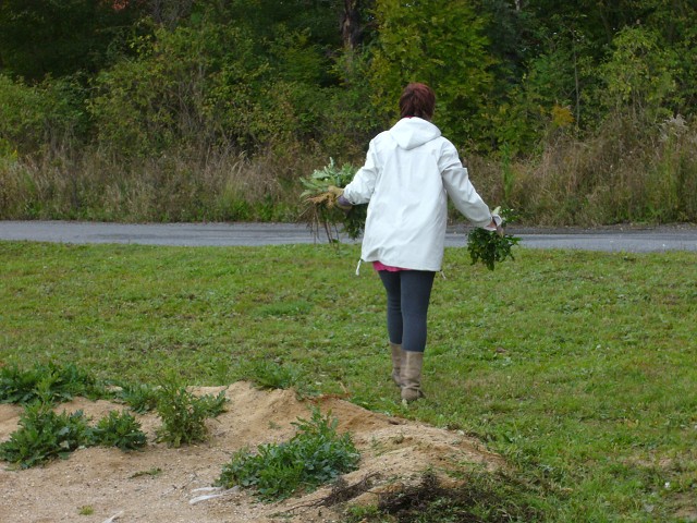 img00002.jpg